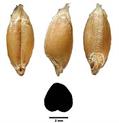 Emmer wheat